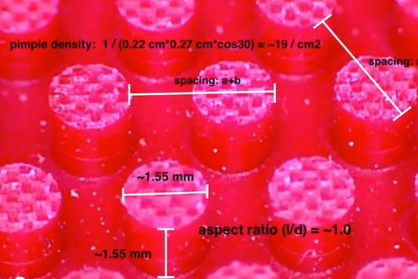 Haifu_Octopus Haifu_Octopus
