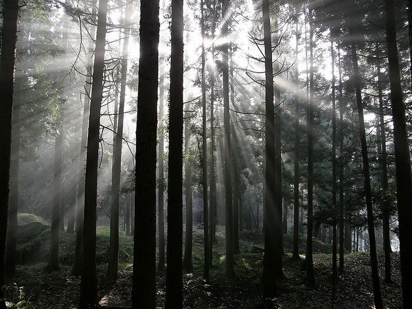 Japanese_Cypress