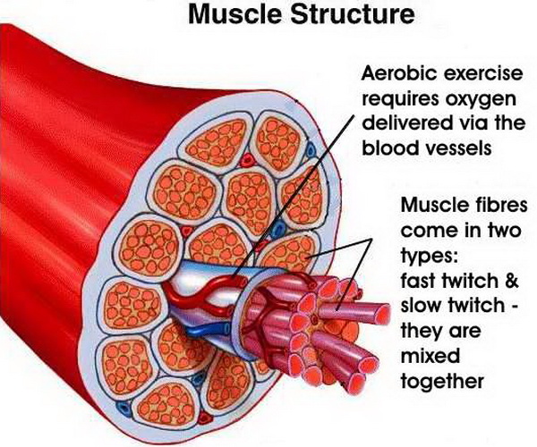 Muscle.jpg